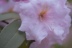 溶けてゆく春