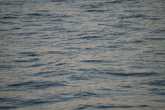 どこかの海