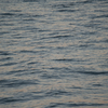 どこかの海