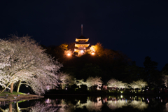 光条と桜