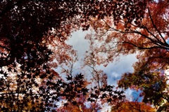 紅葉と秋空