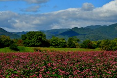 赤いそばの花