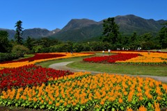ケイトウ花壇