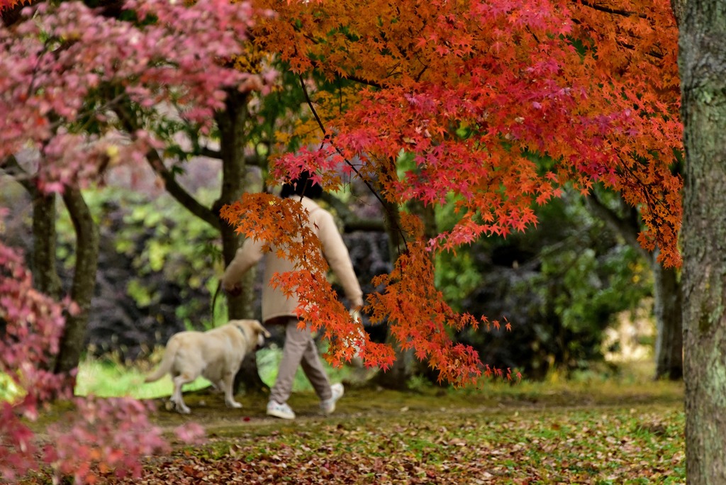 晩秋の散歩道