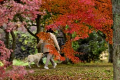 晩秋の散歩道