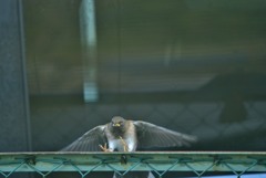 シロハラ　キョロちやん３