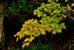 有田泉山紅葉３