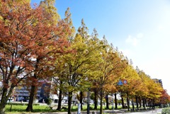 メタセコイヤ並木２