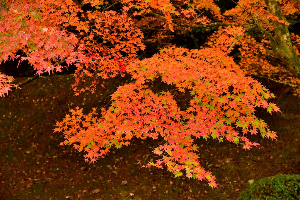 雷山千如寺大悲王院7①DSC_0653