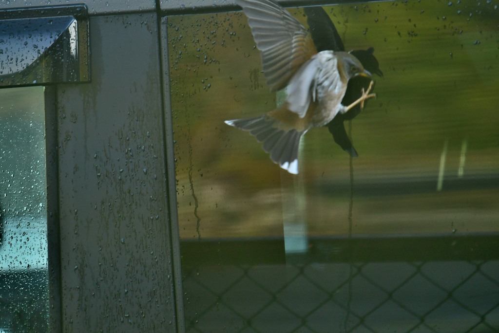 自分の影にアタック