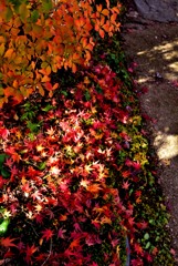 苔の絨毯に舞い降りて