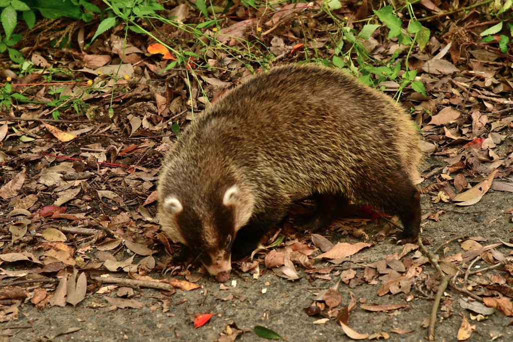 アナグマDSC_9530