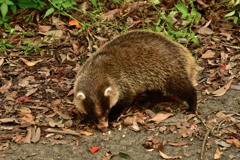アナグマDSC_9530