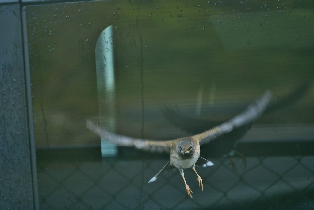 シロハラ　キョロちやん２