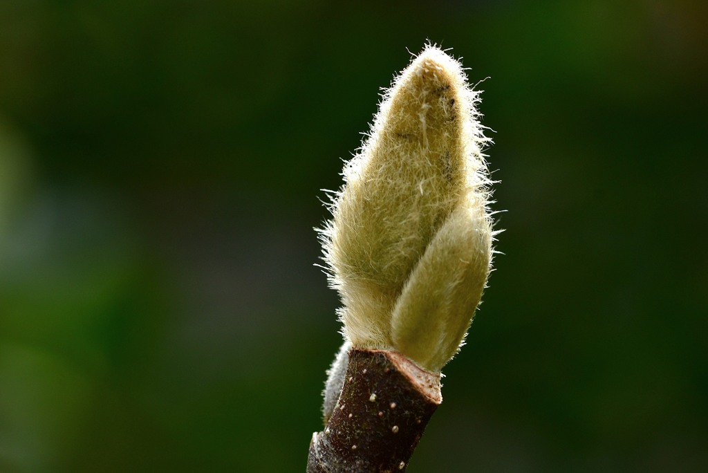 モクレンの花芽
