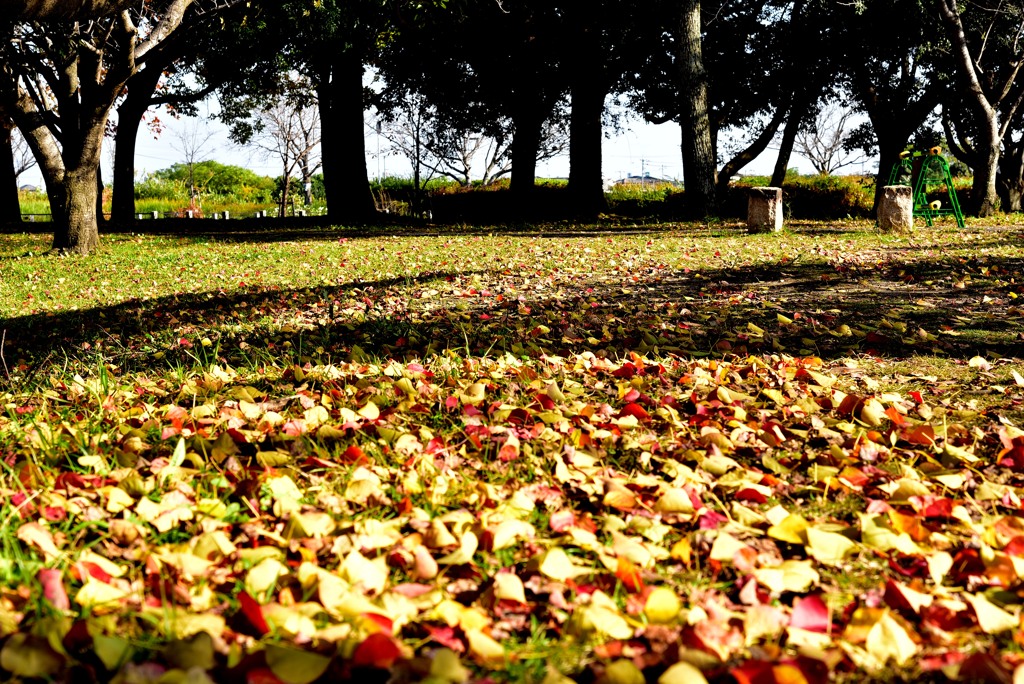 落葉の絨毯