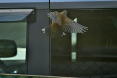 ツンツンしてる奴だ