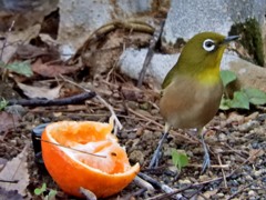 モーニングコール