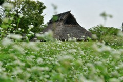 蕎麦の花