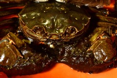 秋の味覚　モクズカニ３