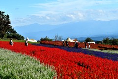 サルビア花壇