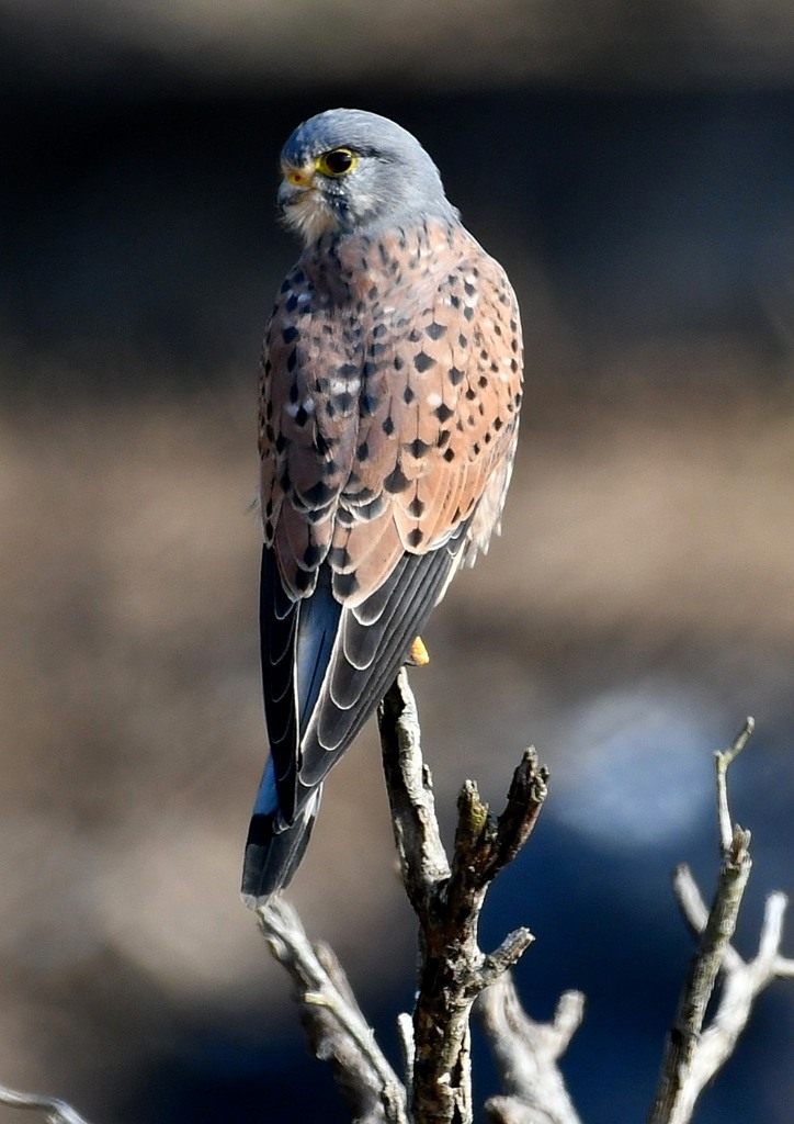 チョウゲンホウ