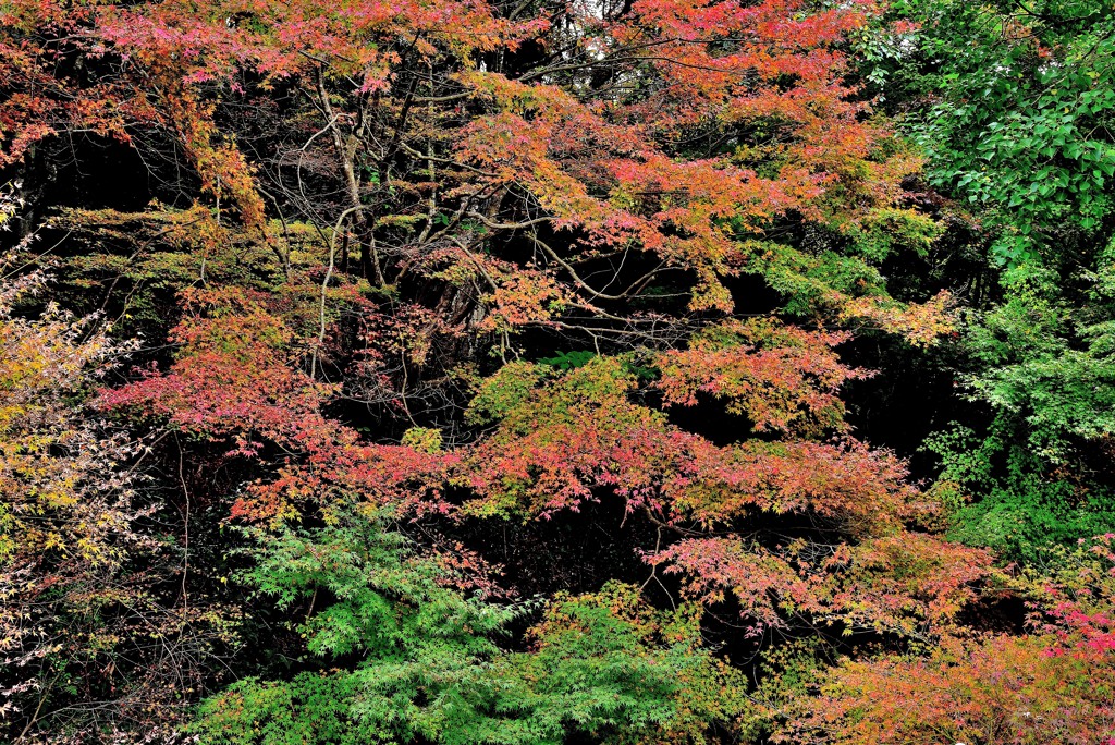 有田泉山紅葉２