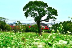 特急と蕎麦畑