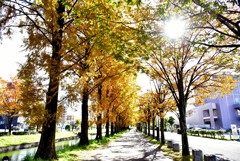 メタセコイア並木