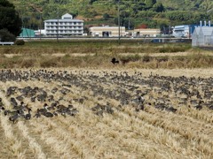 ウォーリーを探せ