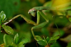 カマキリ