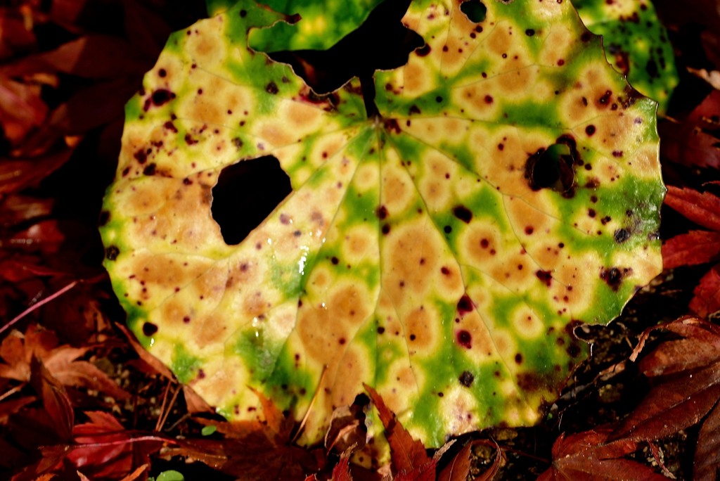 虫食い　ツワブキ