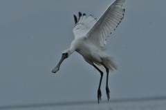 クロツラヘラサギ着陸３
