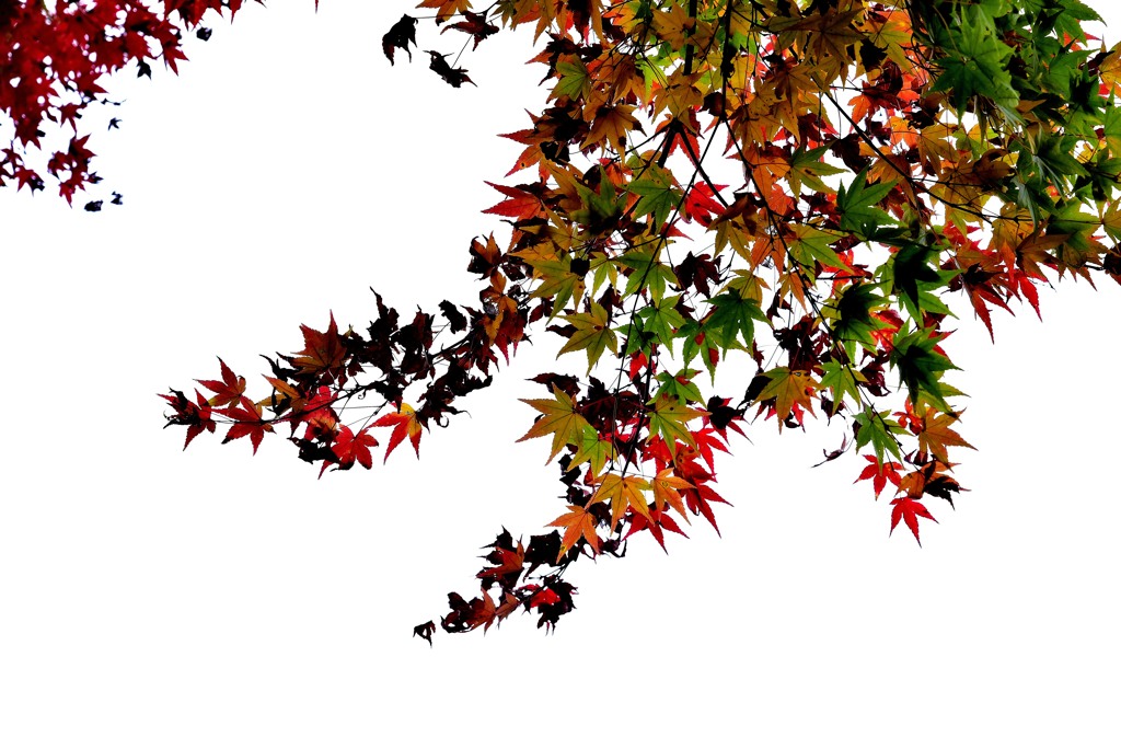 有田泉山紅葉６