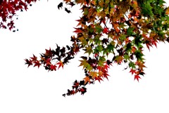 有田泉山紅葉６