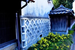 道端のツワブキ２