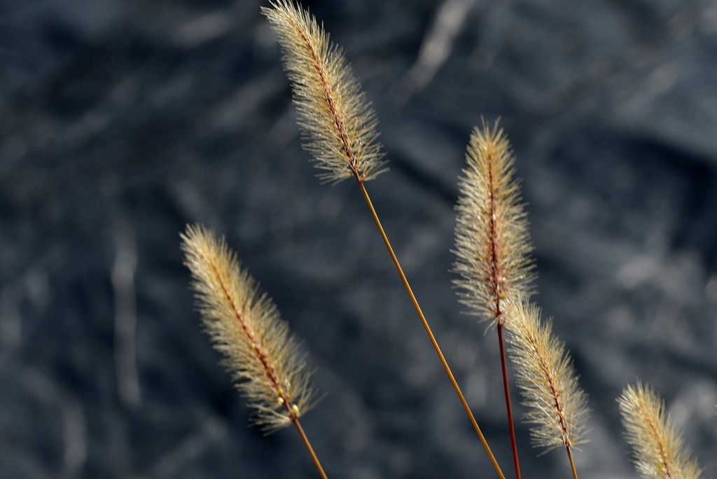 エノコログサ (狗尾草)