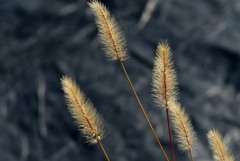 エノコログサ (狗尾草)