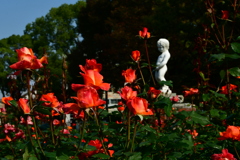 薔薇３