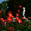 薔薇３