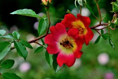 薔薇に蜂