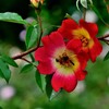 薔薇に蜂