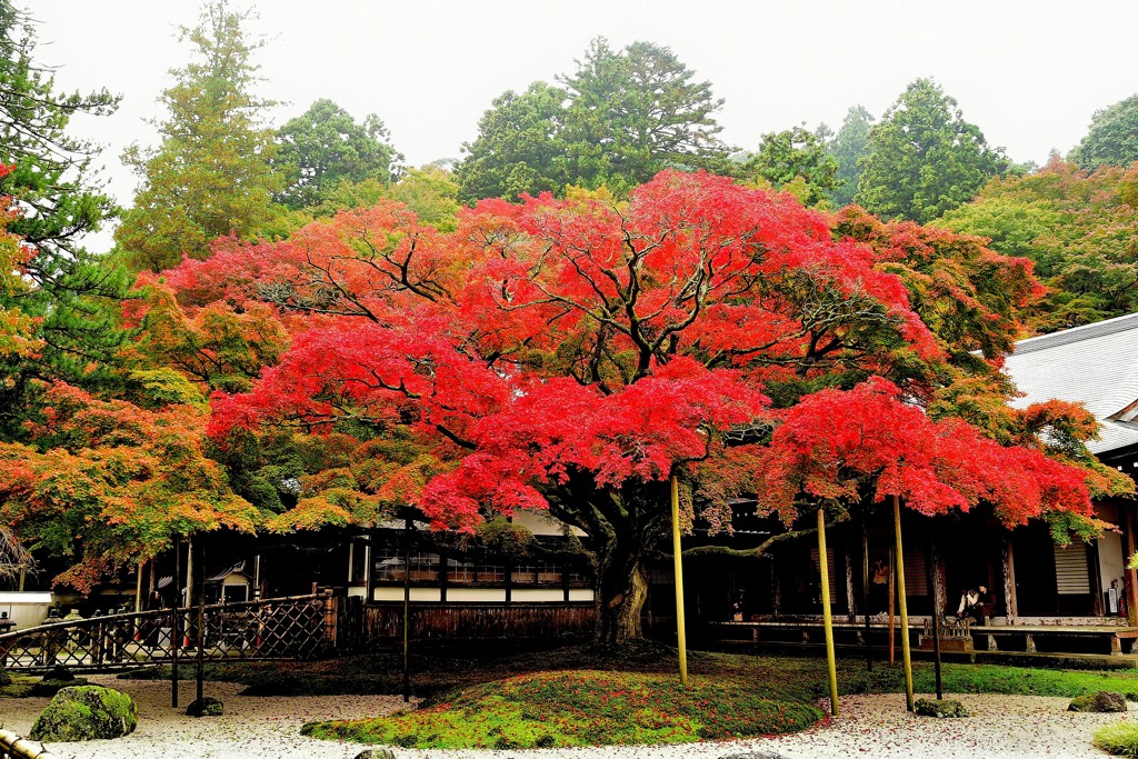 雷山千如寺大悲王院9DSC_0680