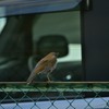挨拶に行くか