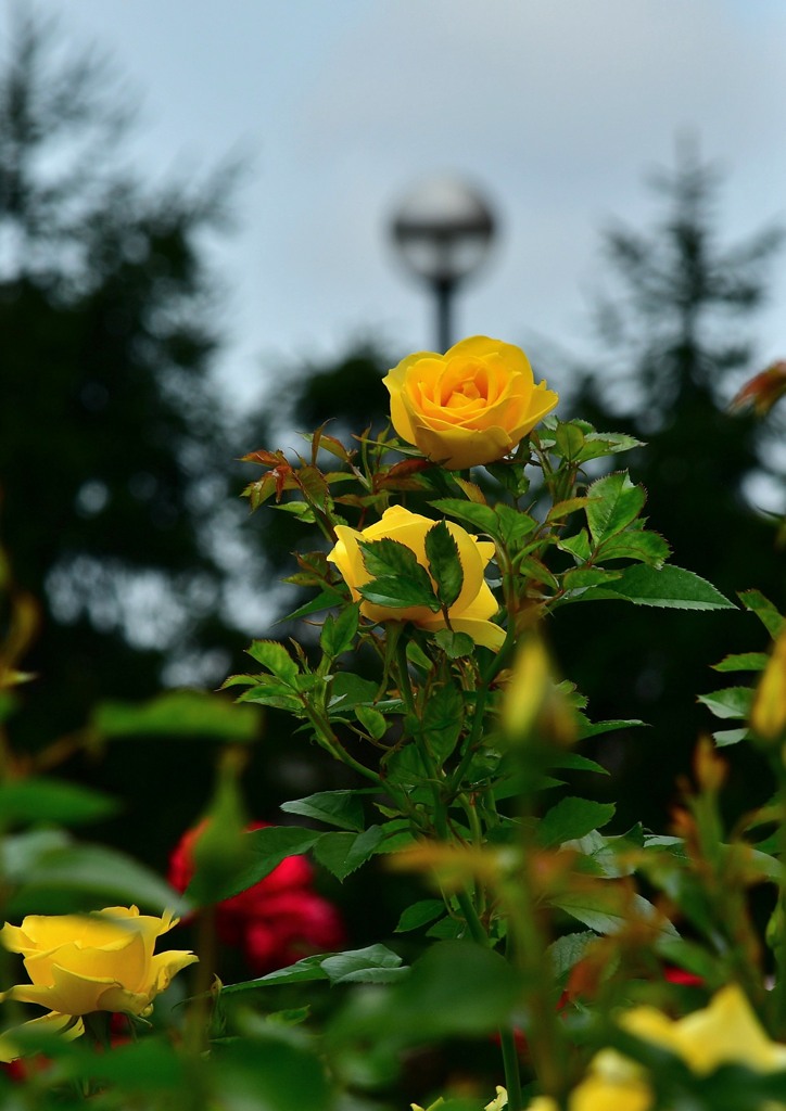 薔薇２