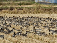 田圃にカモーン