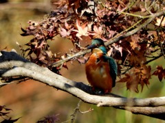 カワセミ　１０