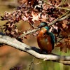 カワセミ　１０