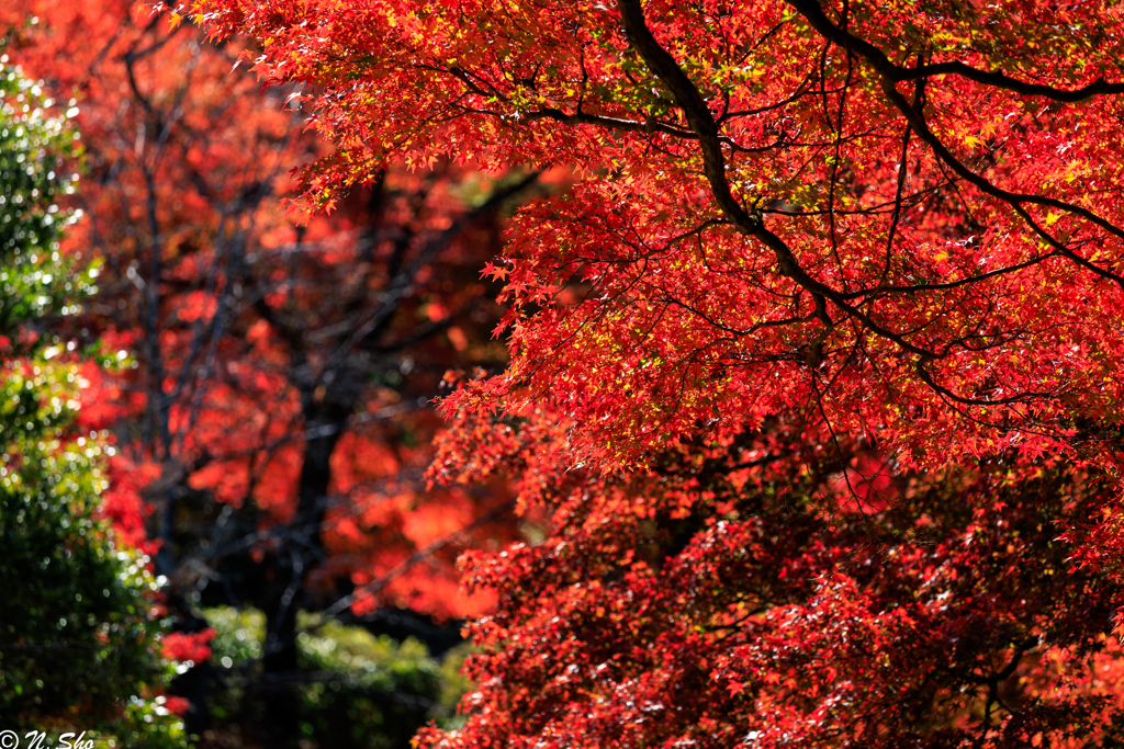 紅葉