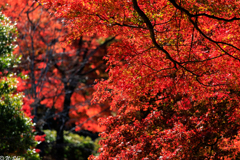 紅葉